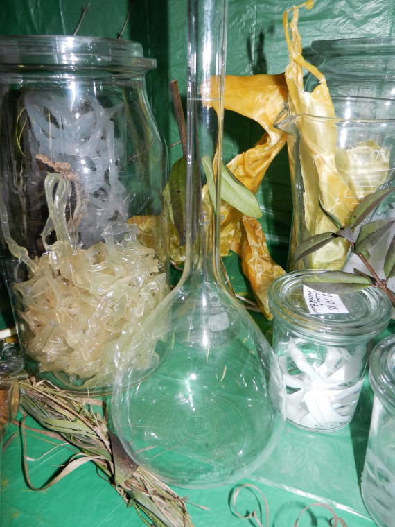 Gläser unterschiedlicher Form gefüllt mit verschiedenen Bestandteilen von Bäumen
