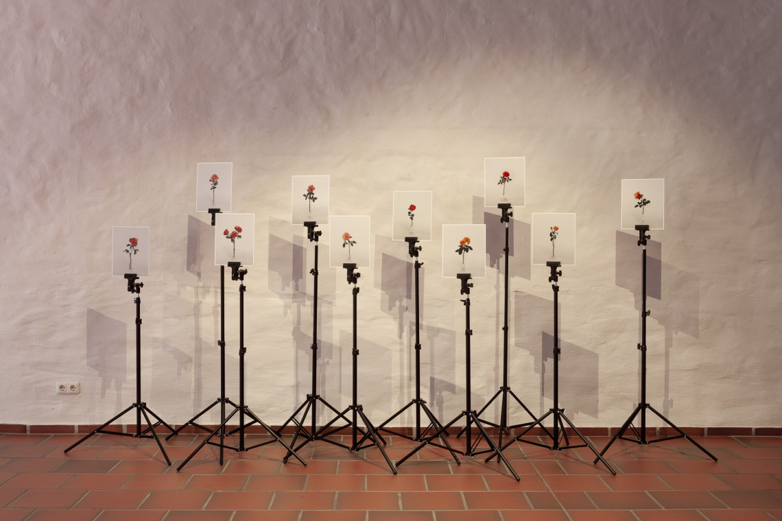 Fotoinstallation Rosen